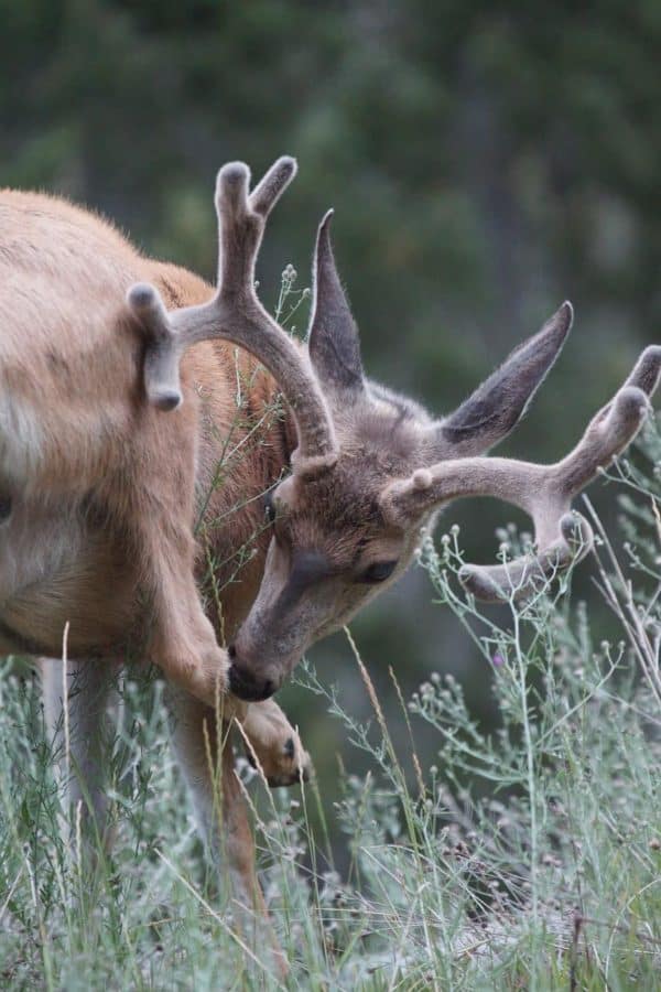When Does Deer Season Open In Ohio For 2020? Shoot Big Bucks
