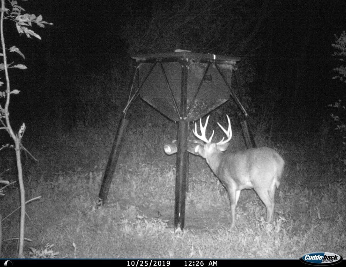 Can I Bait Deer On Private Land In My State During Hunting Season