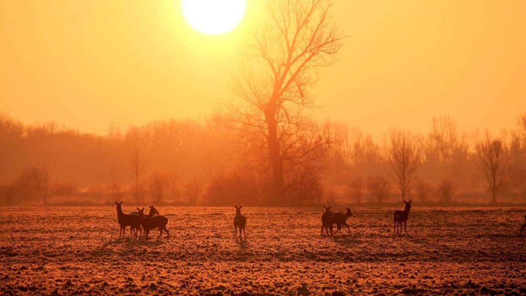 What Time Are Deer Most Active? - Shoot Big Bucks