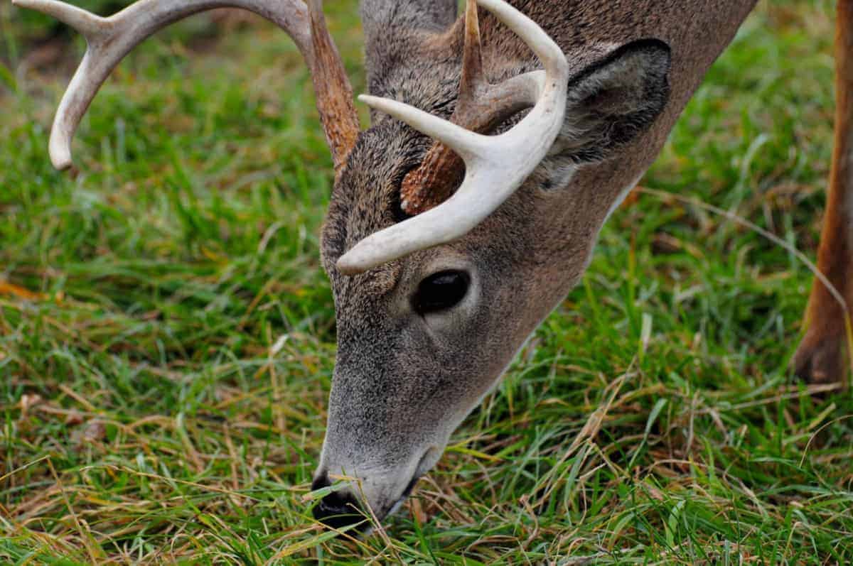 why-is-deer-hunting-so-popular-shoot-big-bucks