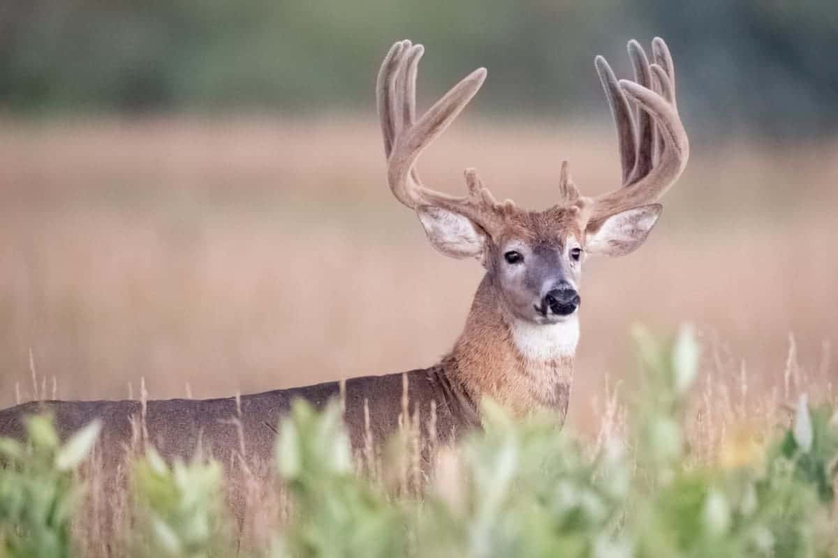 When Does Deer Season Open In Ohio For 2021? Shoot Big Bucks