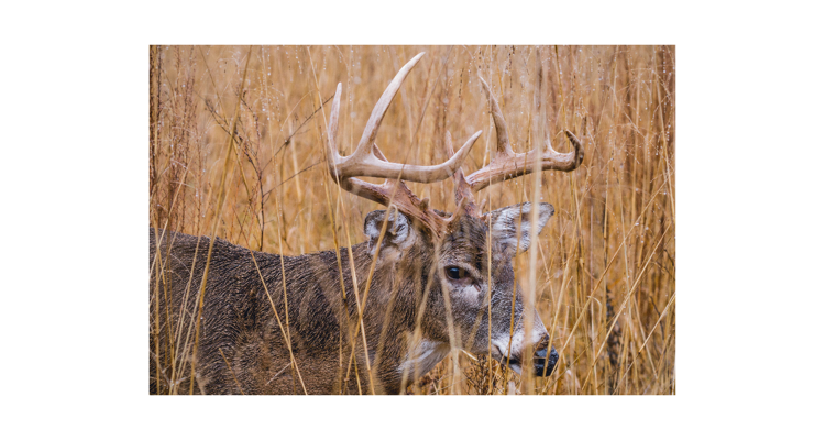 How And Why Deer Shed Their Antlers - Shoot Big Bucks